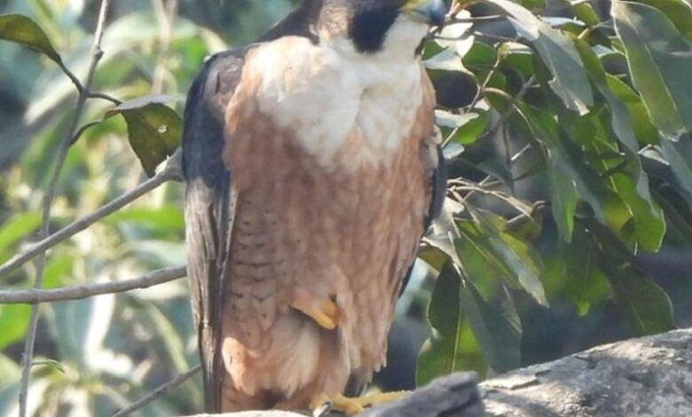 उदंती-सीतानदी में दिखा दुनिया का सबसे तेज़ उड़ने वाला पक्षी पेरेग्रीन फाल्कन…..