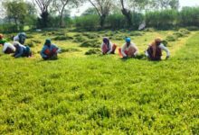 धान से ब्राम्ही तक : कम लागत में अधिक लाभ की ओर अग्रसर किसान….