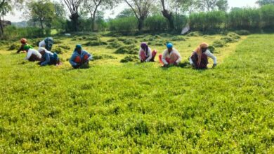 धान से ब्राम्ही तक : कम लागत में अधिक लाभ की ओर अग्रसर किसान….