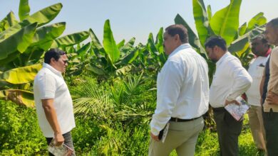 खाद्य तेल में आत्मनिर्भरता की ओर छत्तीसगढ़ : राज्य में 10,796 हेक्टेयर क्षेत्रों में ऑयल पाम की खेती….