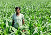 धान के बजाय मक्का से बढ़ा मुनाफा : किसान मालती मोहन बने उन्नत खेती की मिसाल…..