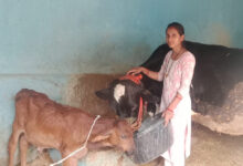 मेडिकल लैब से माटी तक, आरती ने पशुधन से लिखी सफलता की नई कहानी, अच्छी नौकरी छोड़ गांव में रचा आत्मनिर्भरता का मॉडल….