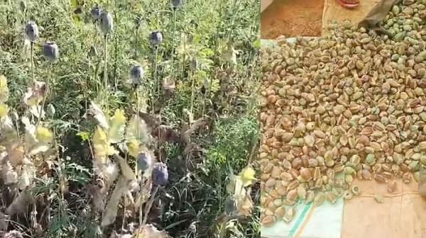 बलरामपुर में 2 एकड़ से अधिक भूमि में अफीम की अवैध खेती पर प्रशासन-पुलिस की संयुक्त कार्रवाई….