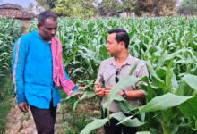 धान से मक्का की ओर बढ़ते कदम :फसलचक्र परिवर्तन से धमतरी के किसानों की बढ़ी आय, जल संरक्षण को मिली नई दिशा….