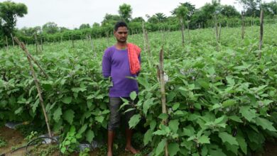 तखतपुर के किसानों ने अपनाई उन्नत खेती, बढ़ी कमाई, परंपरागत खेती छोड़ आधुनिक खेती से बदली तकदीर….