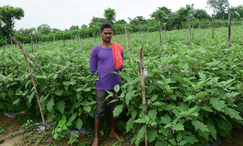 तखतपुर के किसानों ने अपनाई उन्नत खेती, बढ़ी कमाई, परंपरागत खेती छोड़ आधुनिक खेती से बदली तकदीर….