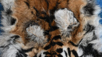 बाघ और तेंदुए के शिकार में शामिल डिप्टी रेंजर सहित 9 आरोपी गिरफ्तार….