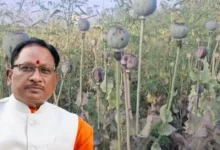 अफीम की खेती पर सख्त हुए मुख्यमंत्री विष्णु देव साय, संलिप्त लोगों के विरुद्ध की गई कड़ी कार्रवाई…..