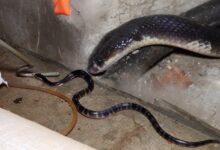 ज़हरीले करैत और रेट स्नैक (धामन) के मध्य जंग, दोनों सांपों के बीच लड़ाई बनी कौतूहल का विषय, राह चलते लोग दोनों की लड़ाई देख हुए हैरान, हिम्मत जुटाकर ग्रामीणों ने दोनों सांपों को किया अलग…