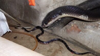 ज़हरीले करैत और रेट स्नैक (धामन) के मध्य जंग, दोनों सांपों के बीच लड़ाई बनी कौतूहल का विषय, राह चलते लोग दोनों की लड़ाई देख हुए हैरान, हिम्मत जुटाकर ग्रामीणों ने दोनों सांपों को किया अलग…