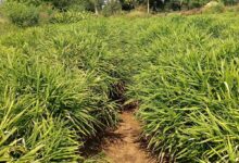 एक जिला एक उत्पाद योजना से बदली तस्वीर…..