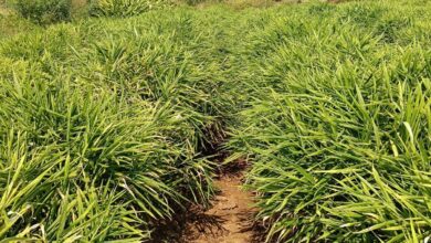 एक जिला एक उत्पाद योजना से बदली तस्वीर….. एक जिला एक उत्पाद योजना से बदली तस्वीर…..